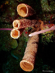 Diving off CoCo View Wall in Roatan. Lots of sponges and ... by Steven Anderson 